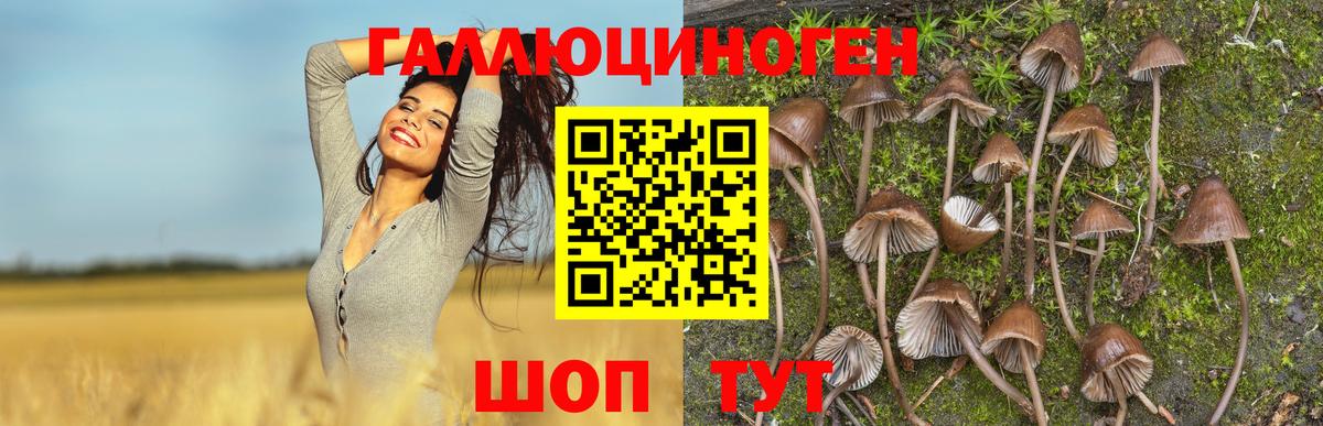 как найти закладки  Псилоцибиновые грибы Psilocybine cubensis  Вход с VPN  Барнаул 